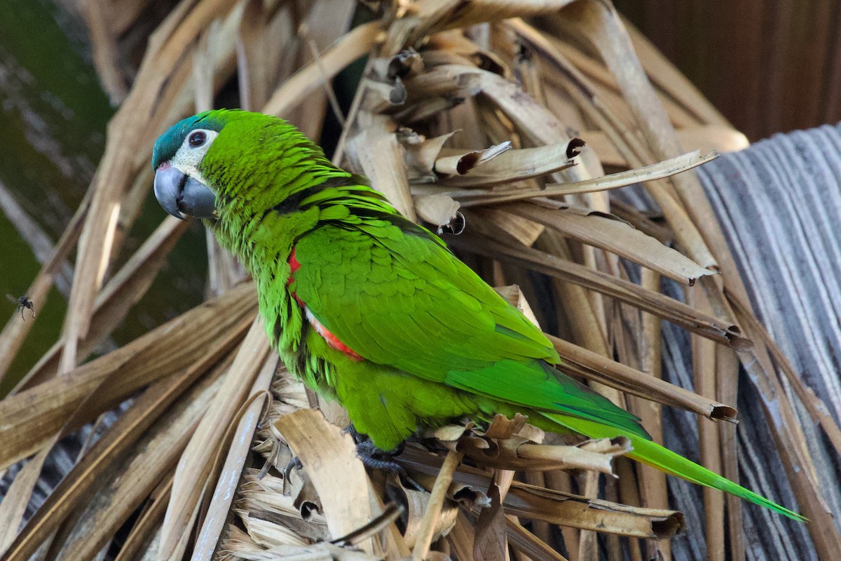 Red-shouldered Macaw - ML614838706