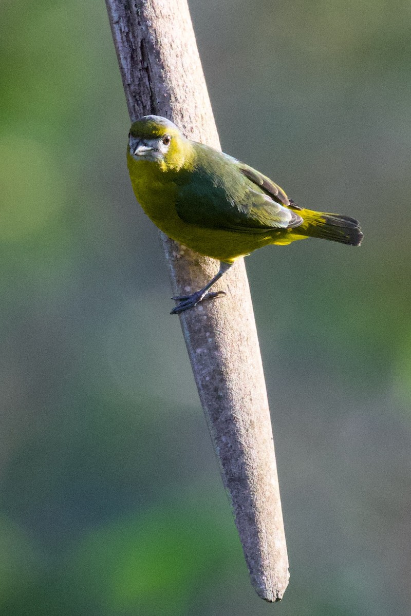 Golden-bellied Euphonia - ML614838731