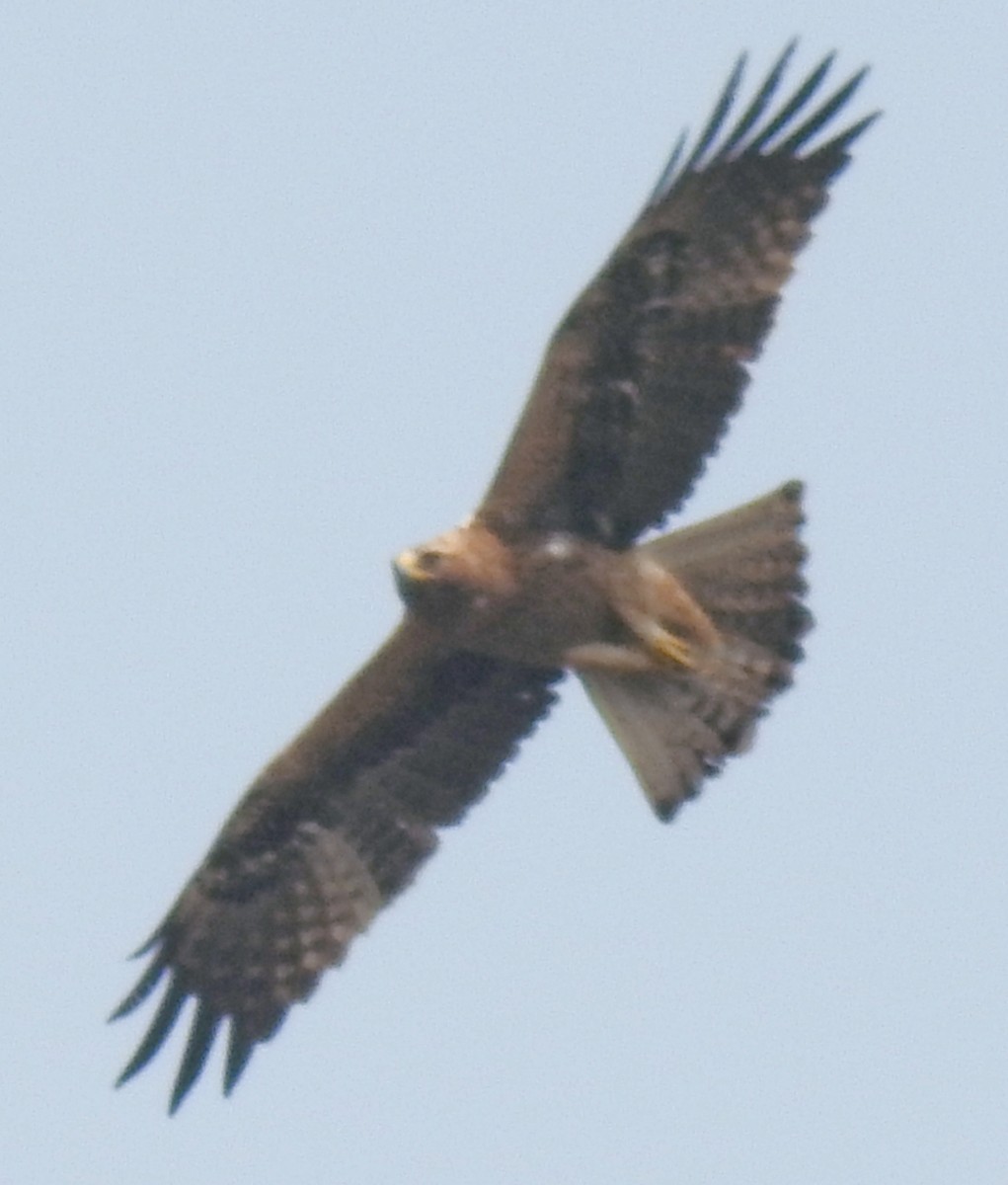 Booted Eagle - ML614838750