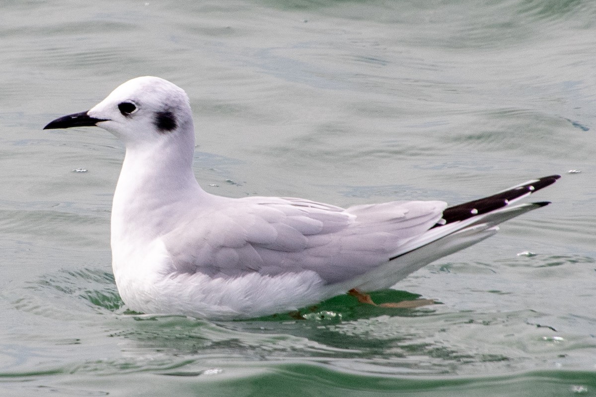 Bonaparte's Gull - Scott Bolick