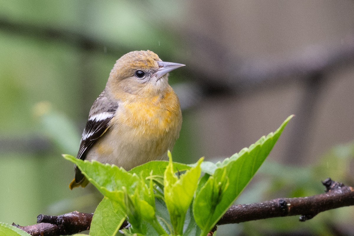 Baltimore Oriole - ML614838779