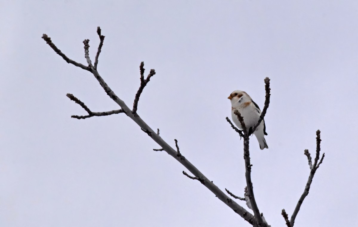 Snow Bunting - ML614838813