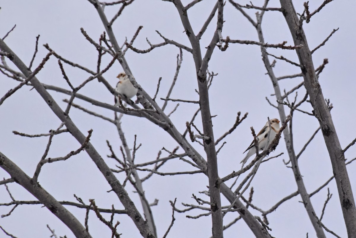 Snow Bunting - ML614838814