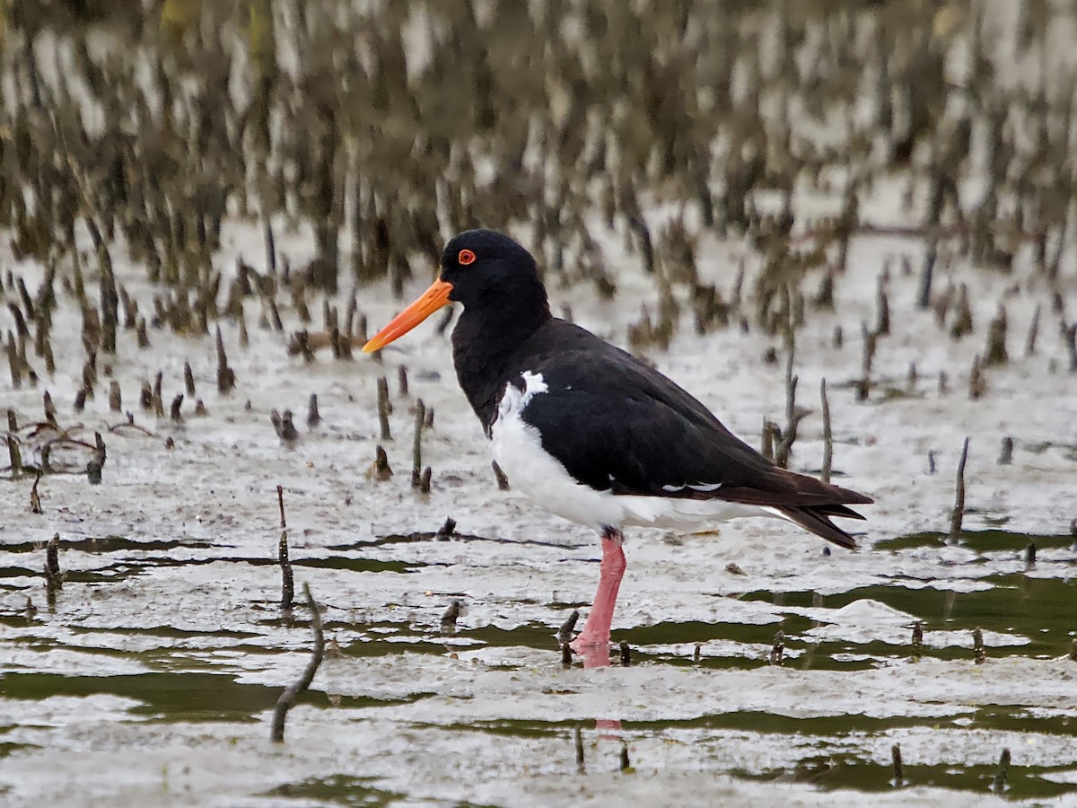 Pied Oystercatcher - ML614838820