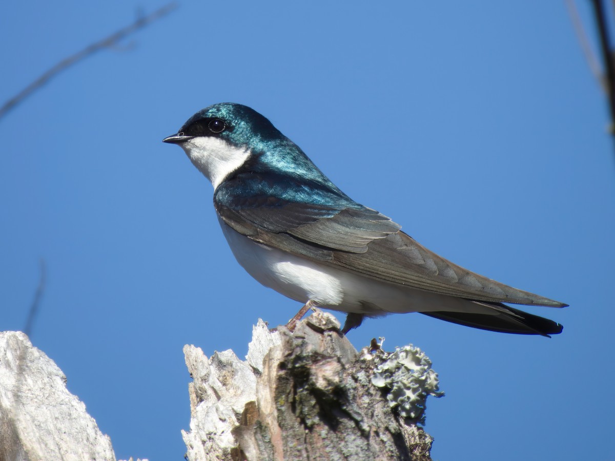 Tree Swallow - ML614838822