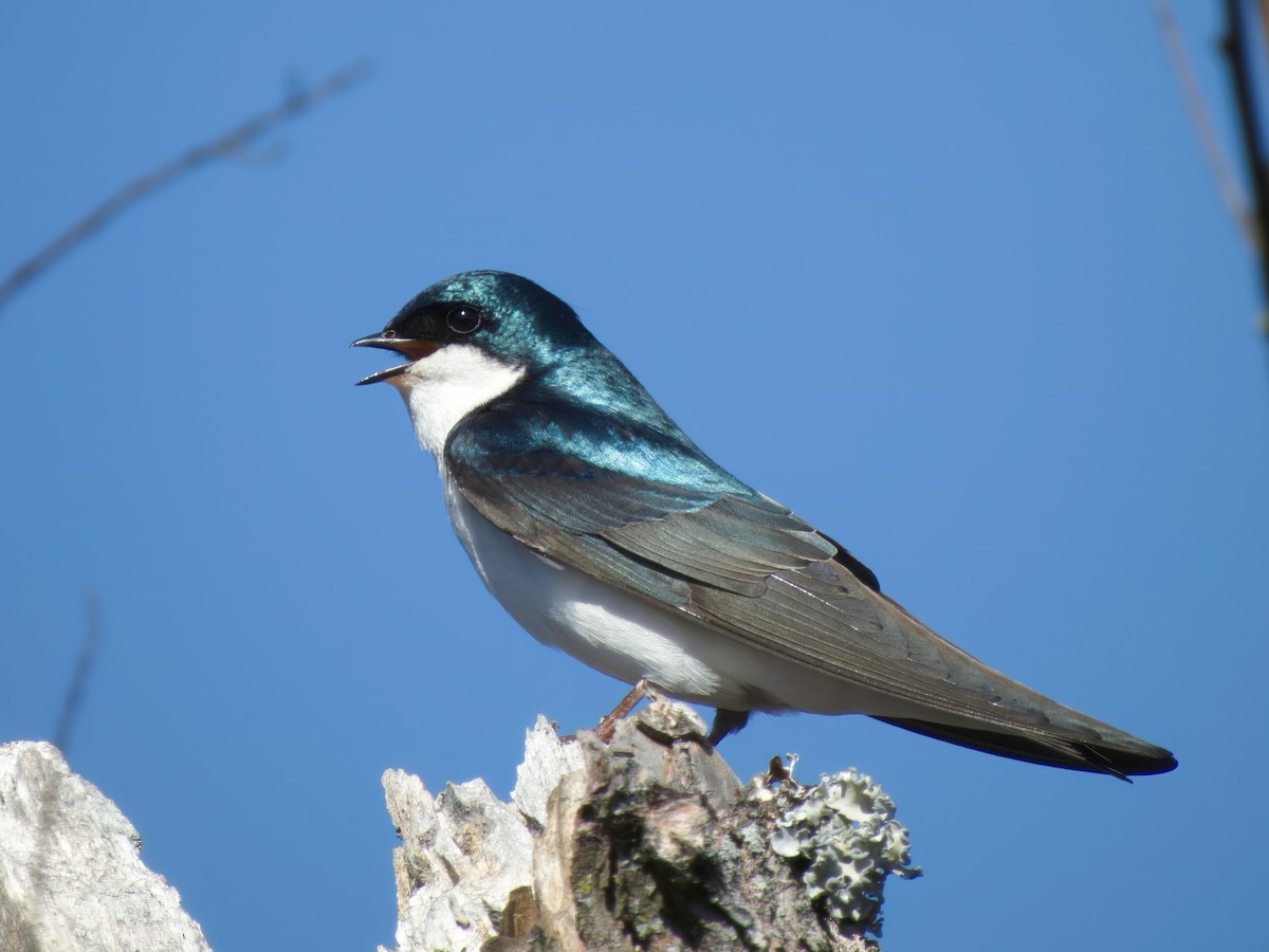 Tree Swallow - ML614838823