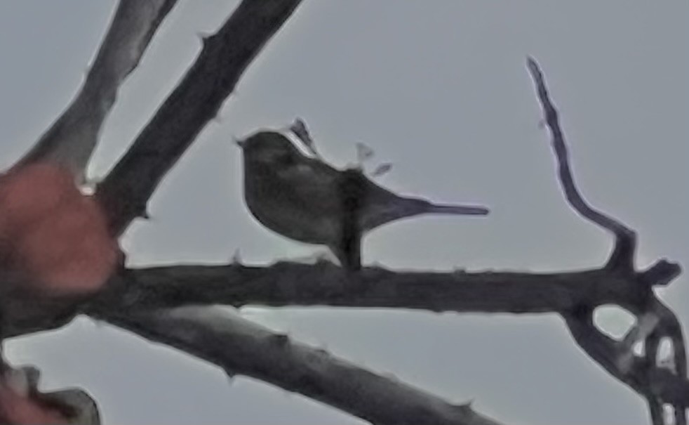 Black-throated Gray Warbler - ML614838827