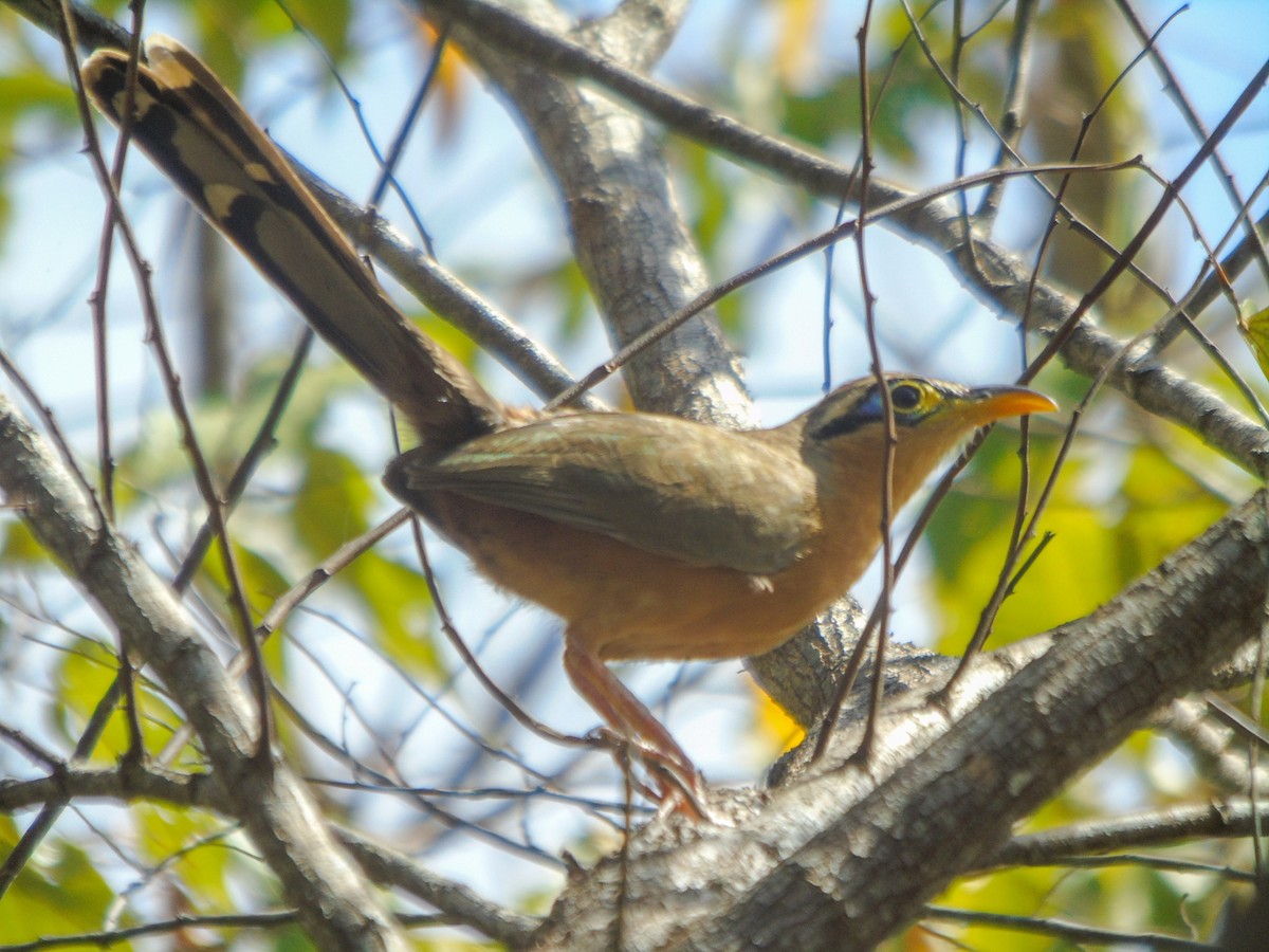 Lesser Ground-Cuckoo - ML614838837