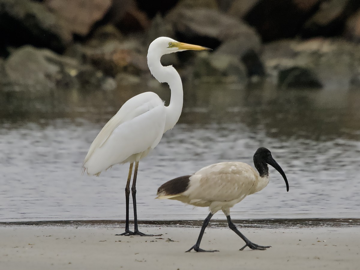 Great Egret - ML614838863