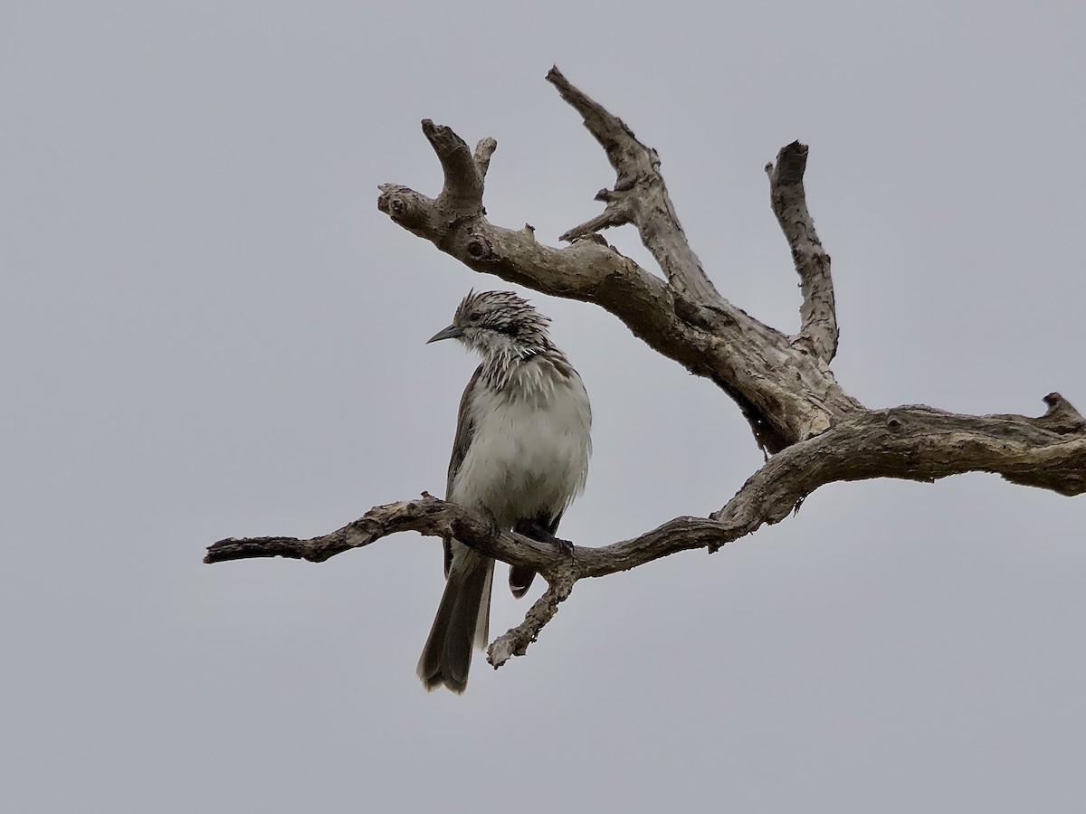 Striped Honeyeater - ML614838872