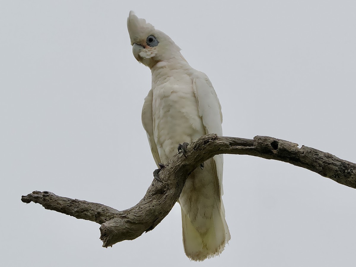 Cacatoès corella - ML614838874