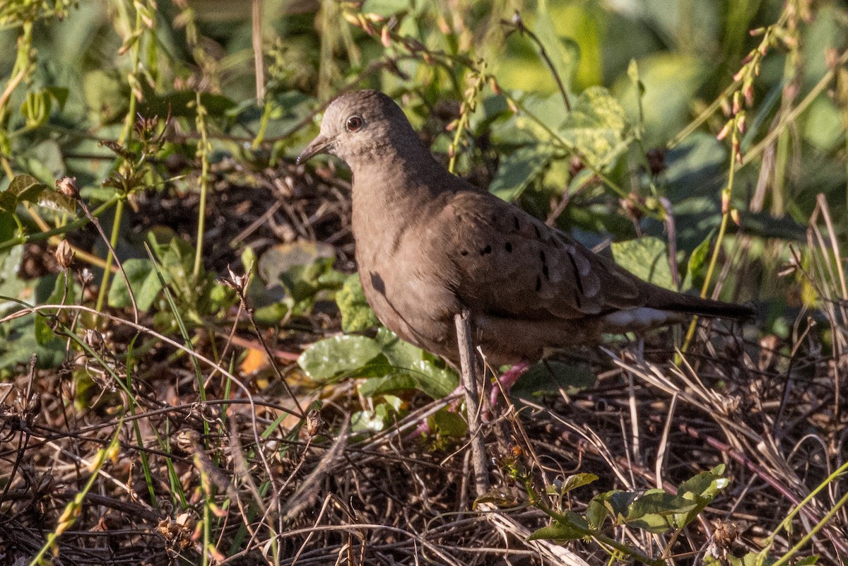 Ruddy Ground Dove - ML614838882