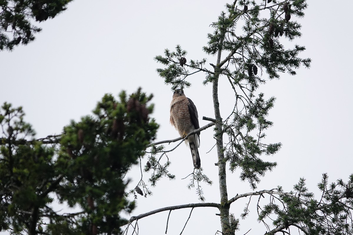 Cooper's Hawk - ML614839133