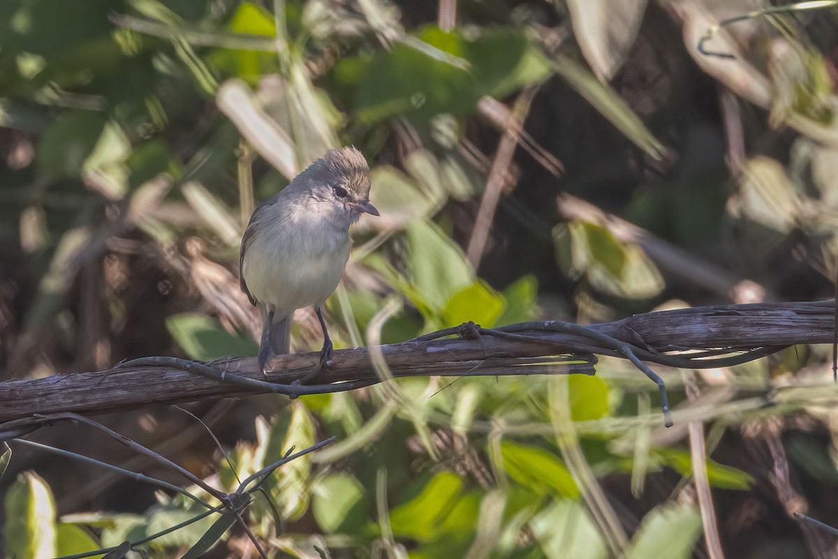 Northern Beardless-Tyrannulet - ML614839136