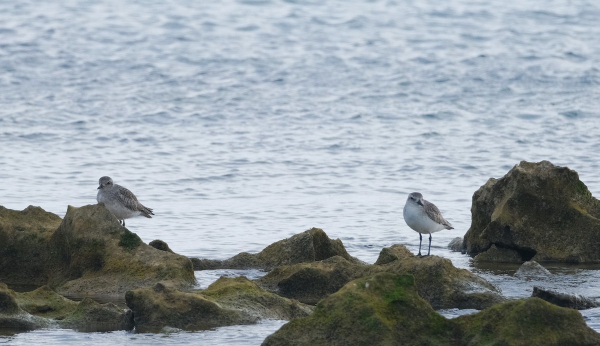 Black-bellied Plover - ML614839151