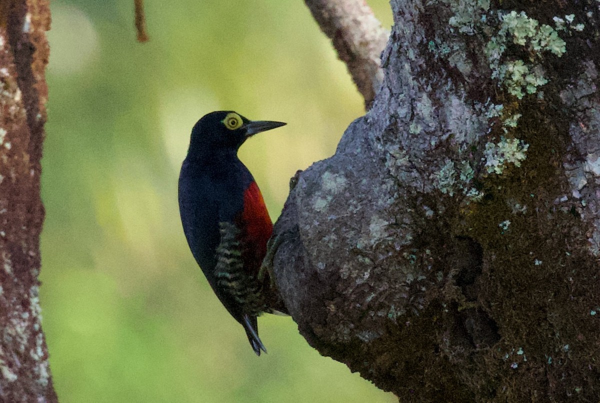 Yellow-tufted Woodpecker - ML614839168