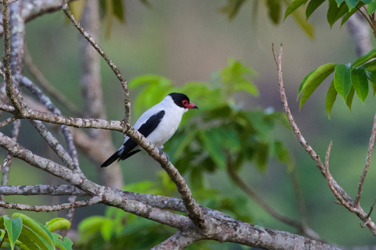 Black-crowned Tityra - ML614839197