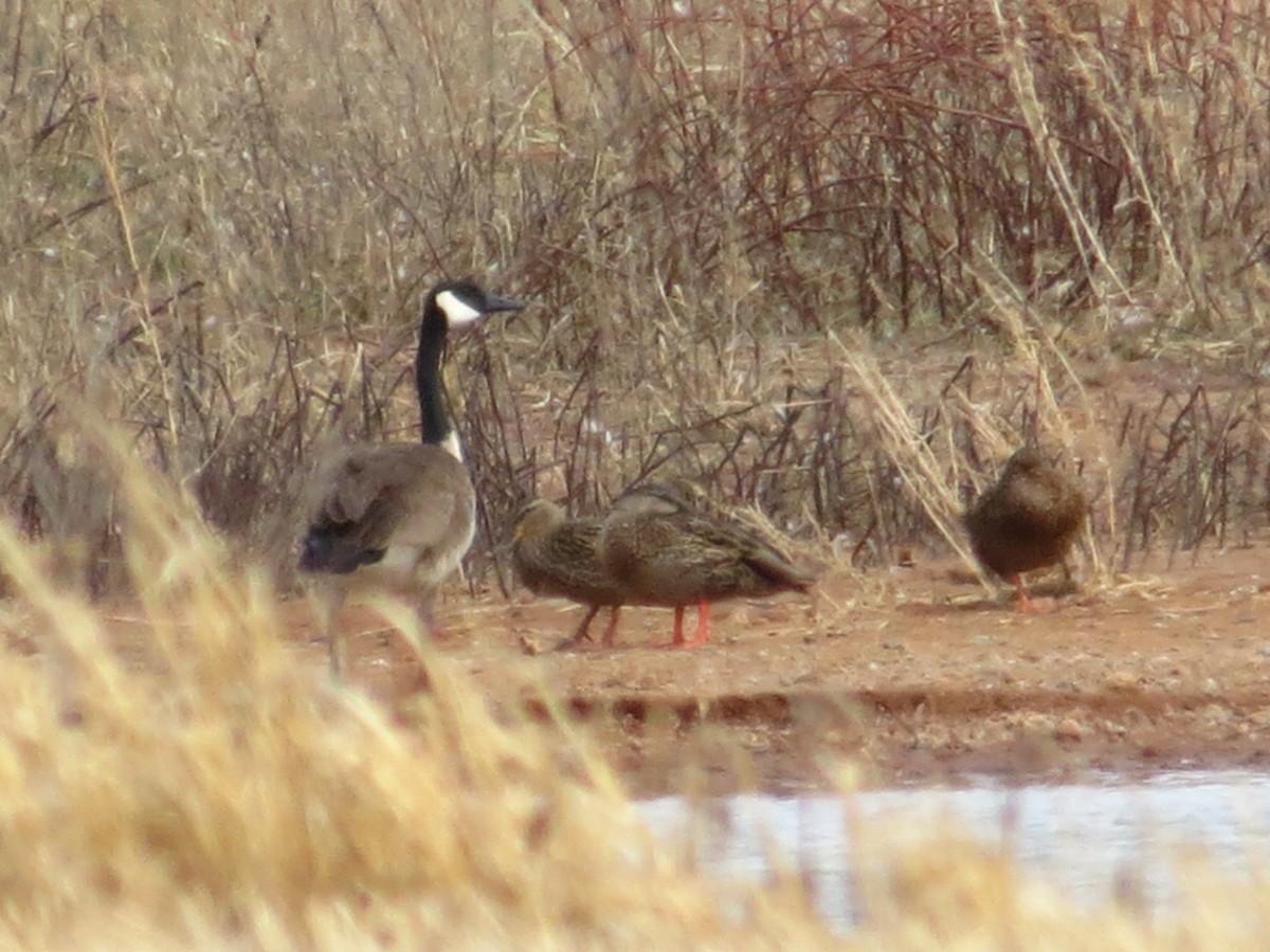 Canada Goose - ML614839256