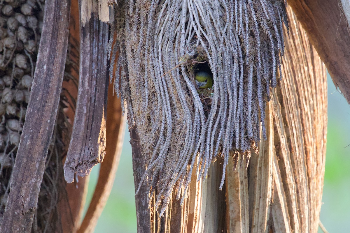 Golden-bellied Euphonia - ML614839270