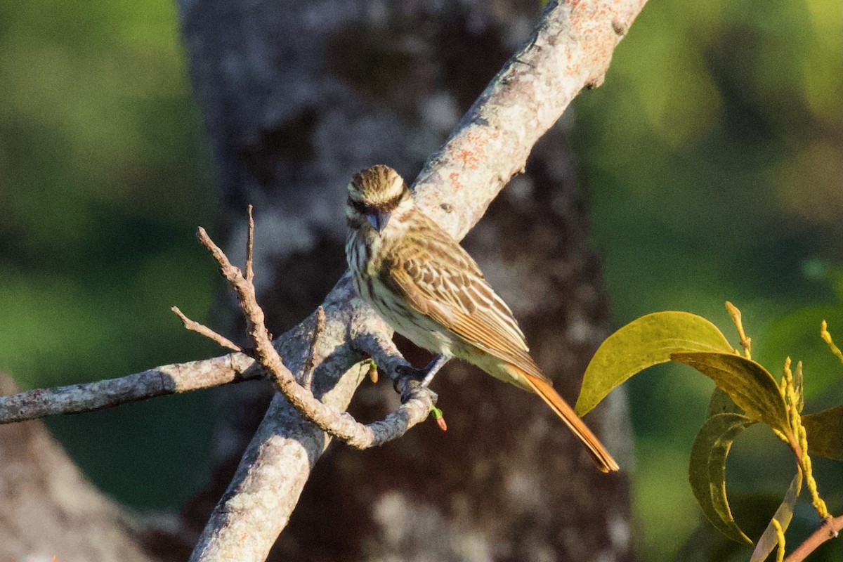 Streaked Flycatcher - ML614839280