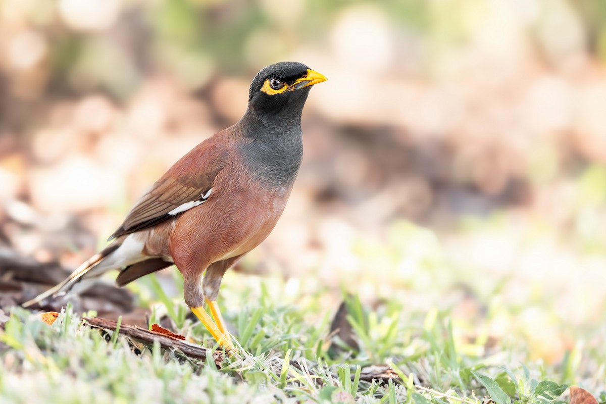 Common Myna - ML614839318