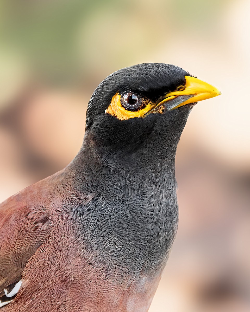 Common Myna - ML614839324