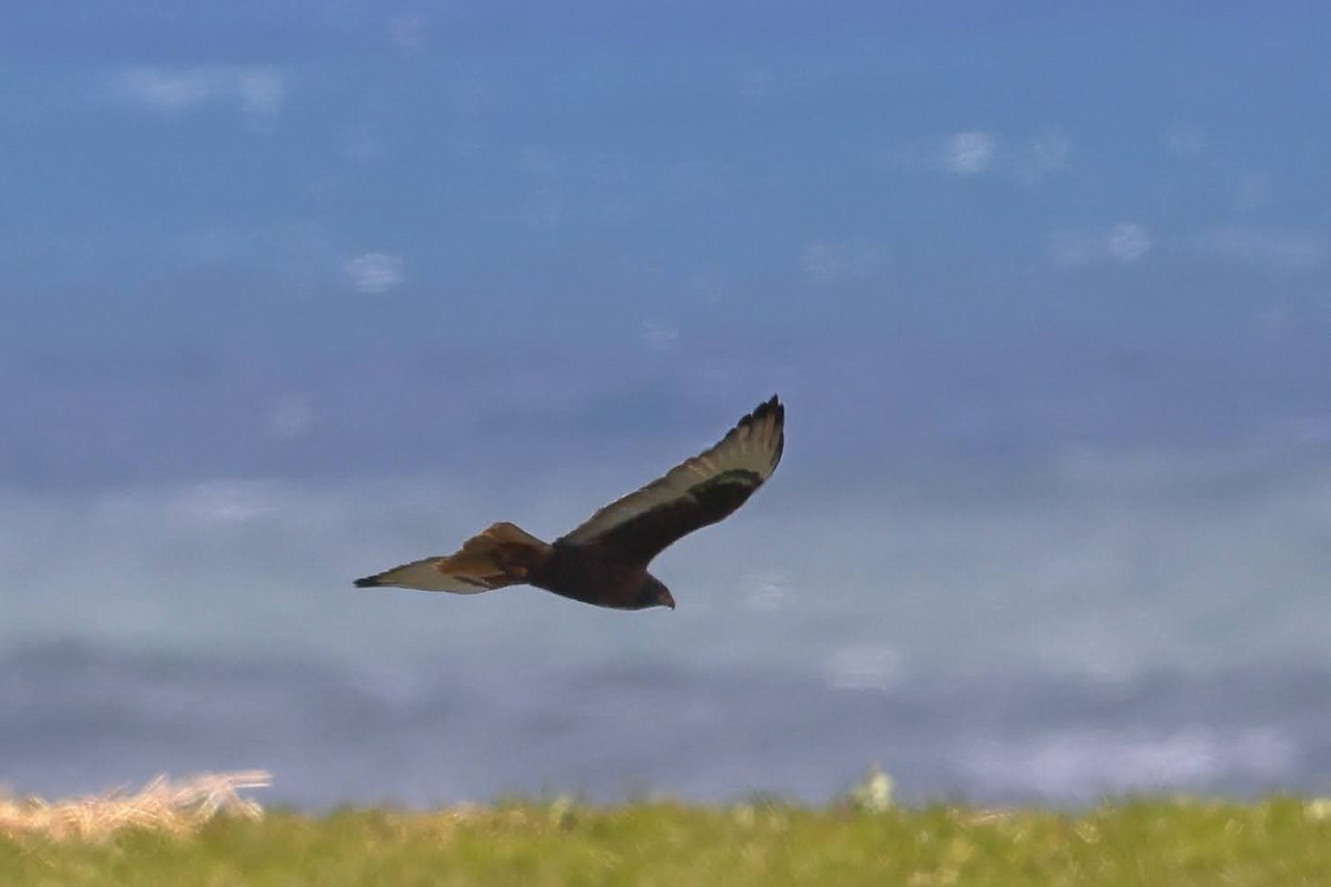 Ferruginous Hawk - Keith Leland