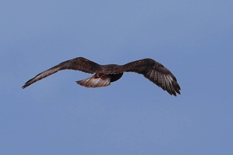 Ferruginous Hawk - Keith Leland