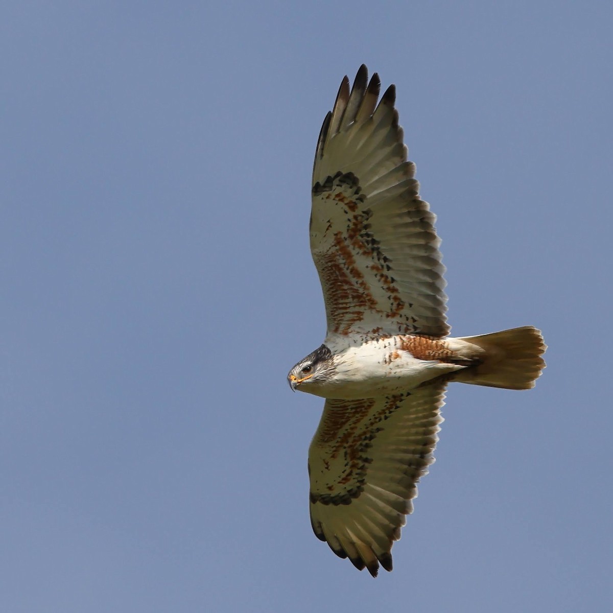 Ferruginous Hawk - ML614839365