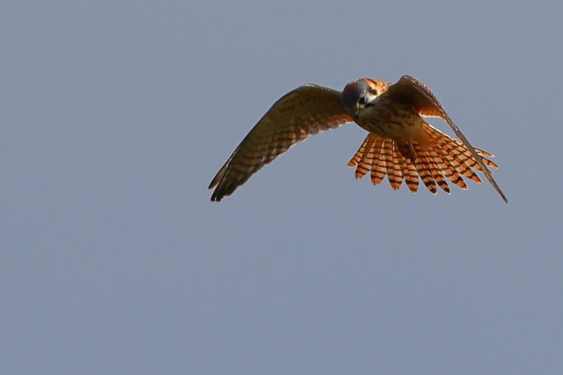 American Kestrel - ML614839414
