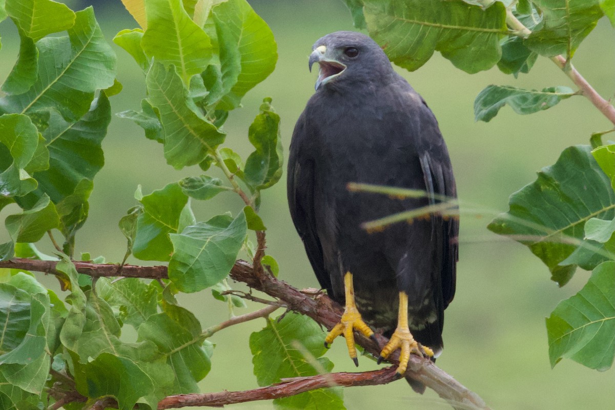 Rußbussard - ML614839415