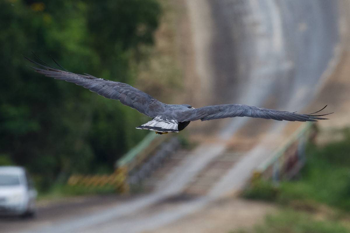 Zone-tailed Hawk - ML614839416