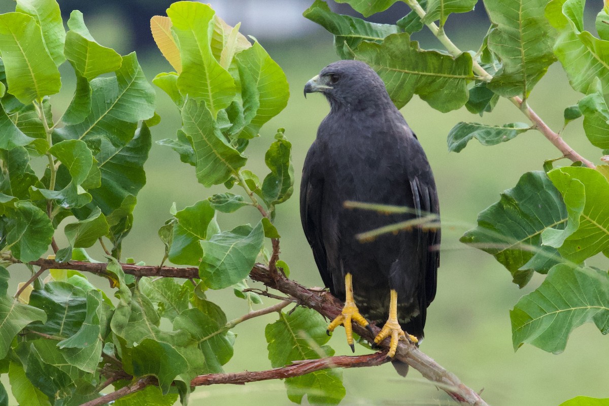 Zone-tailed Hawk - ML614839417