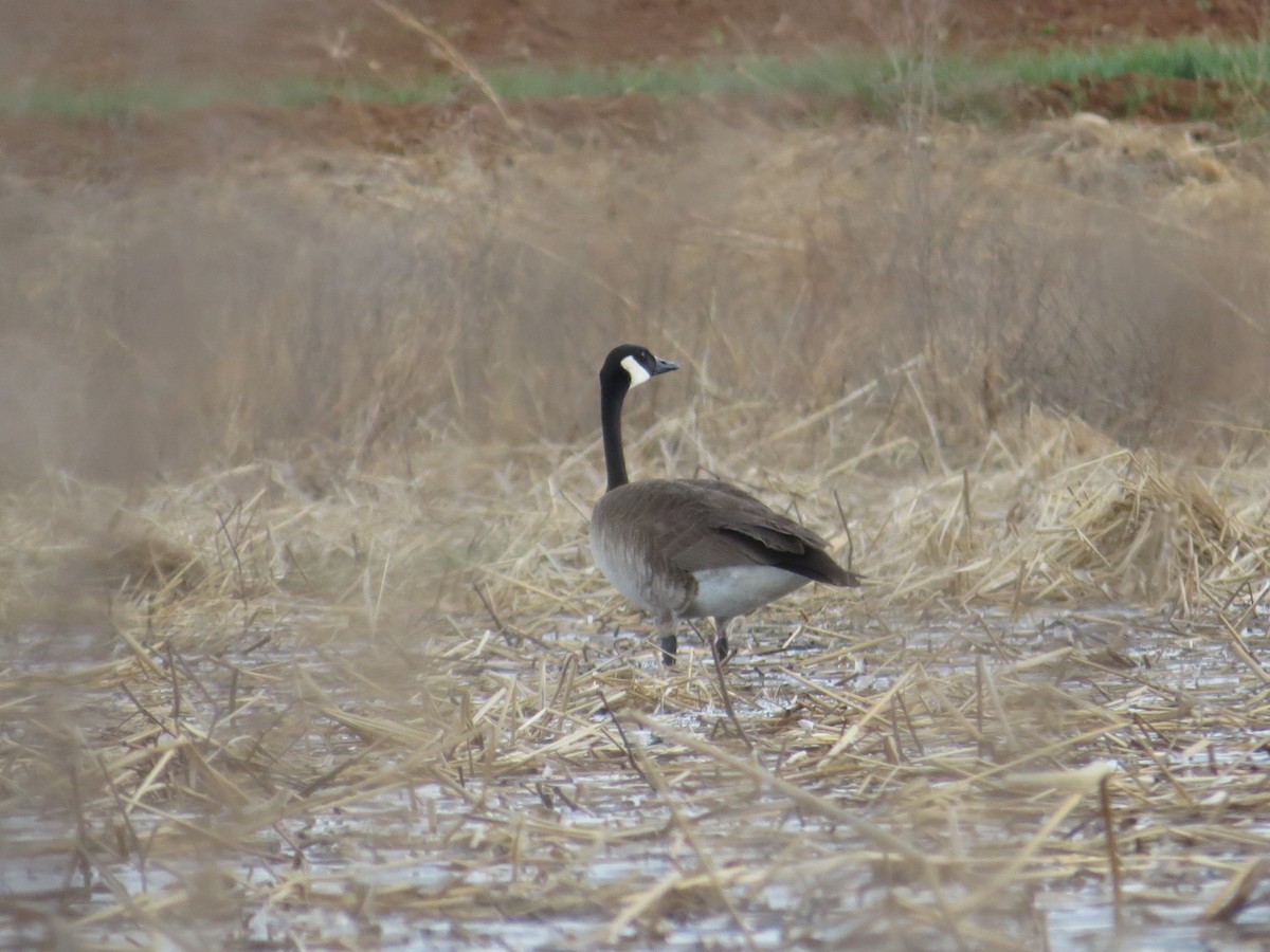 Canada Goose - ML614839437