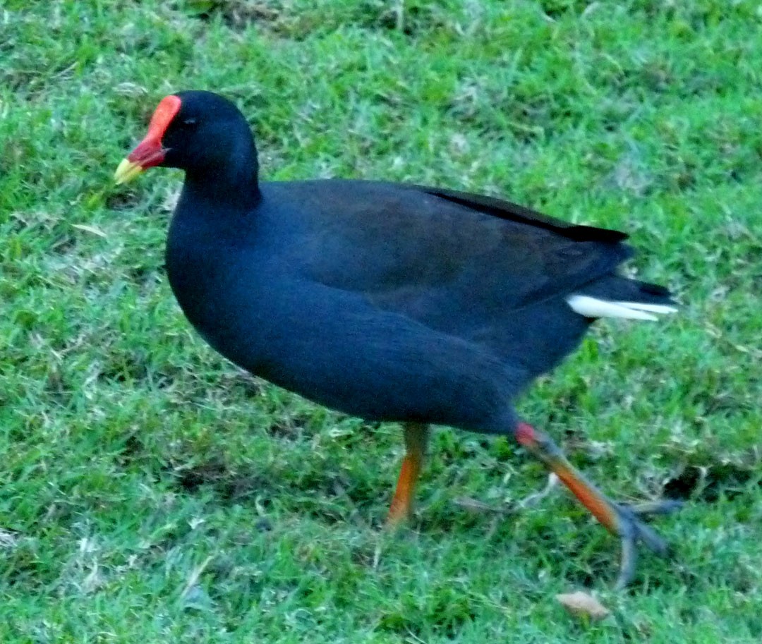 Dusky Moorhen - ML614839521