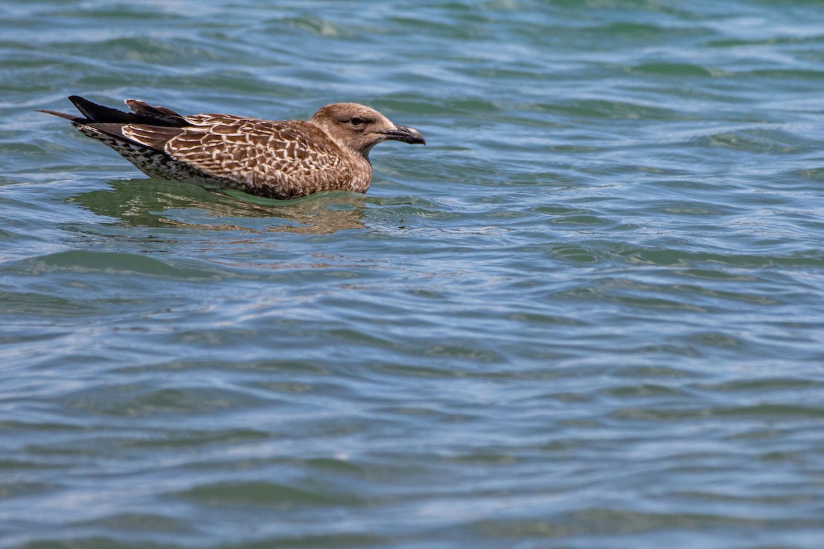 Gaviota Cocinera - ML614839534