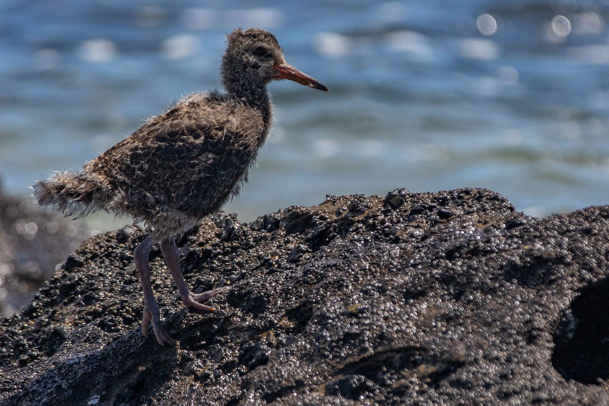 Neuseeland-Austernfischer - ML614839549