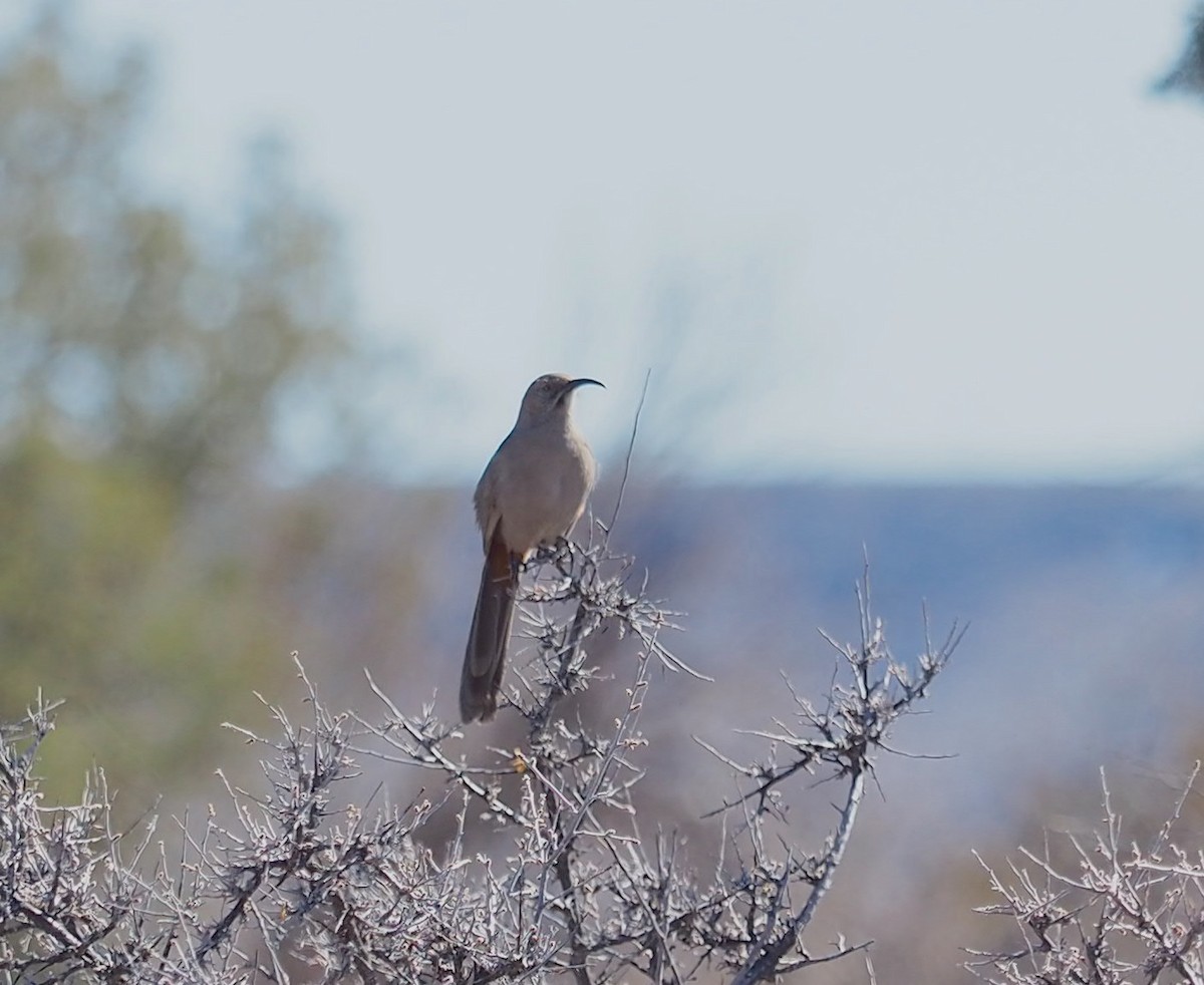 Crissal Thrasher - ML614839550