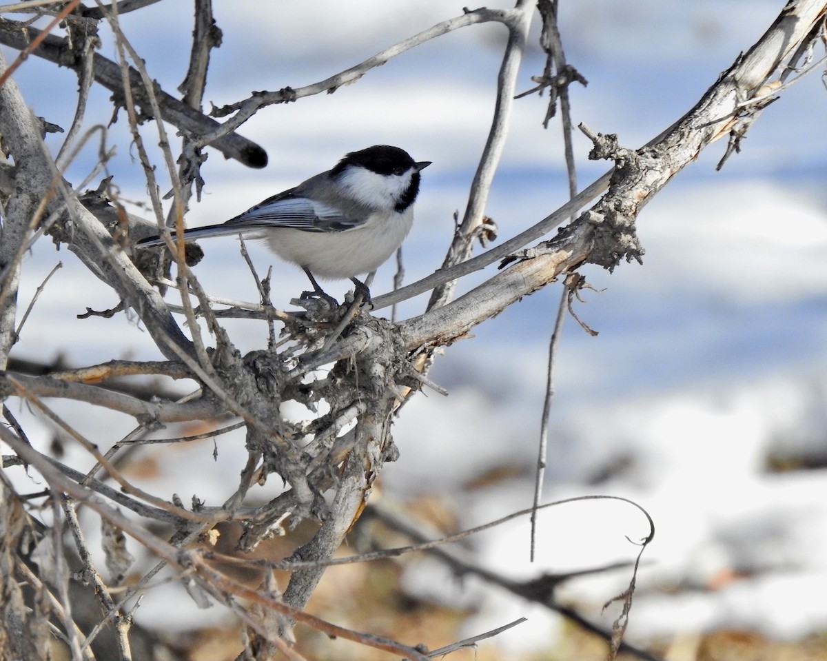 Black-capped Chickadee - ML614839568