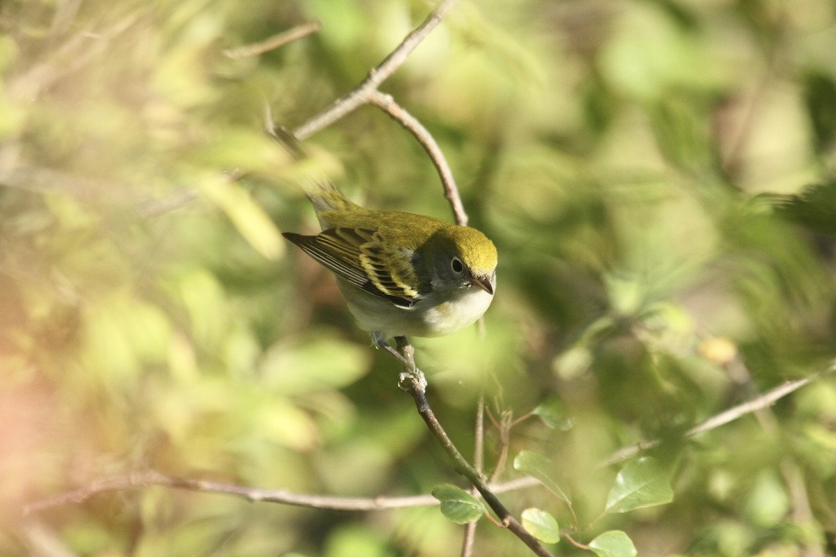 Chestnut-sided Warbler - ML614839595