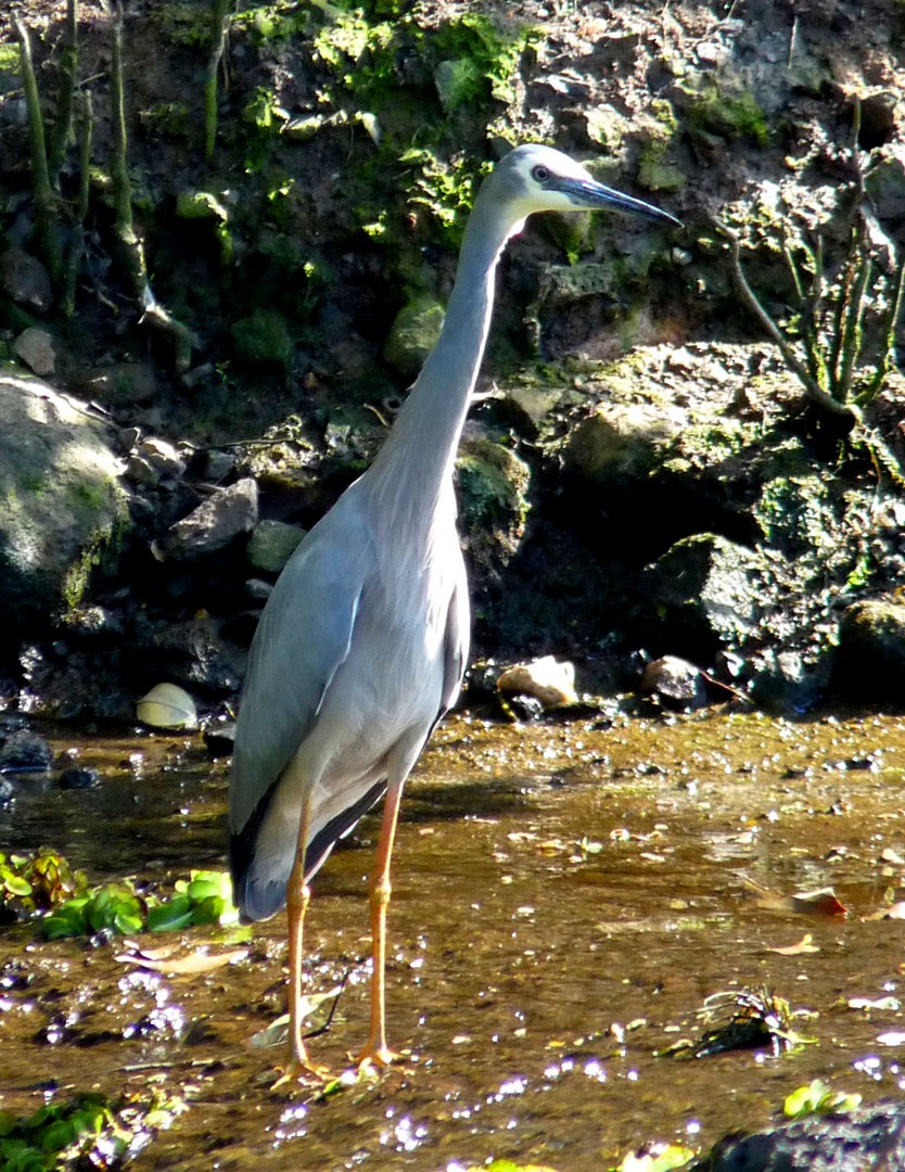 White-faced Heron - ML614839599