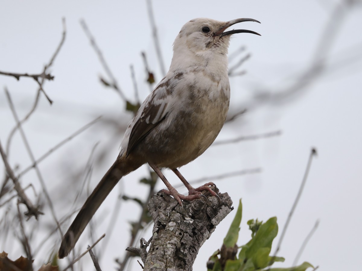 California Thrasher - ML614839627