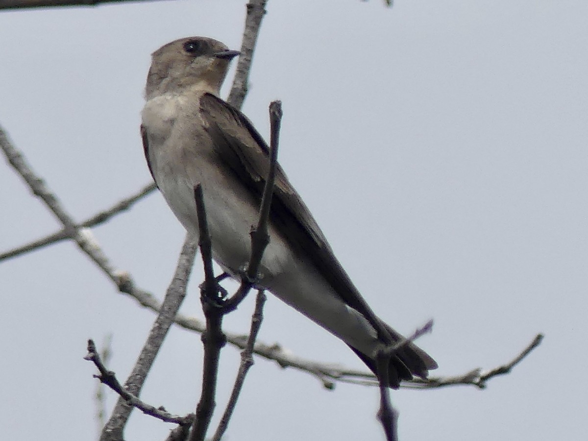 Northern Rough-winged Swallow - ML614839682