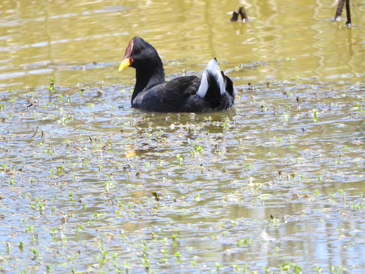 Red-fronted Coot - ML614839685