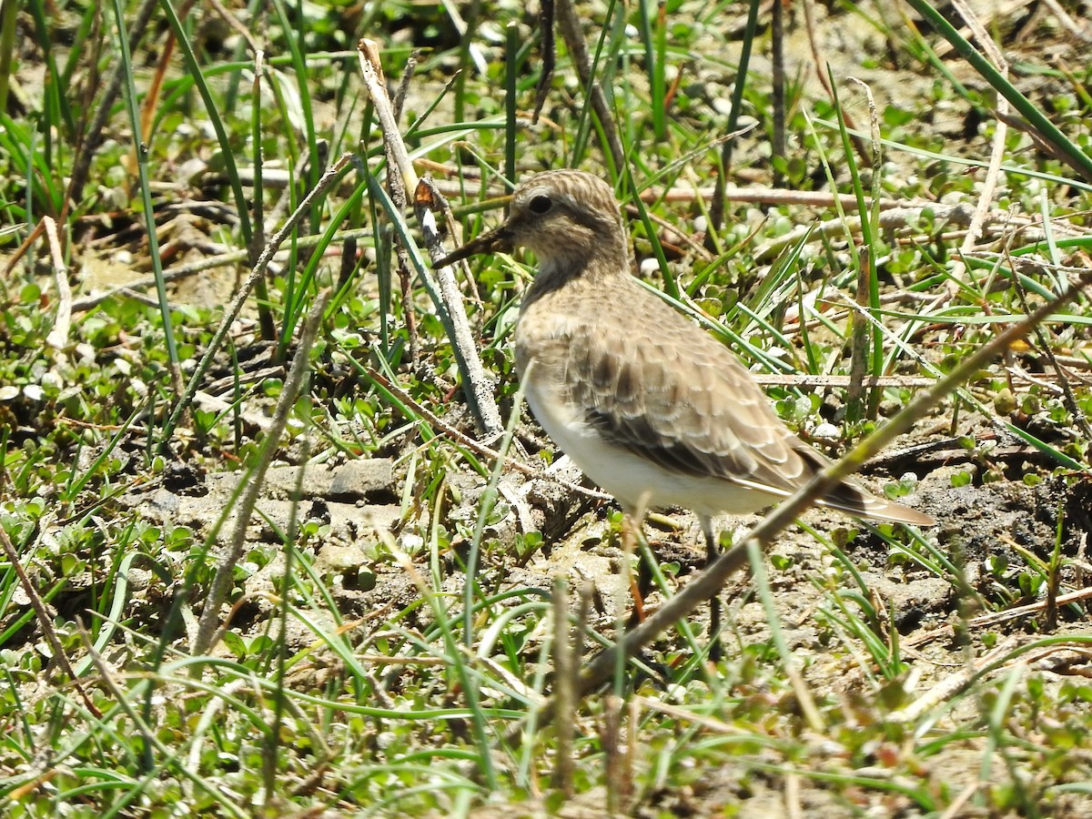 Baird's Sandpiper - ML614839691