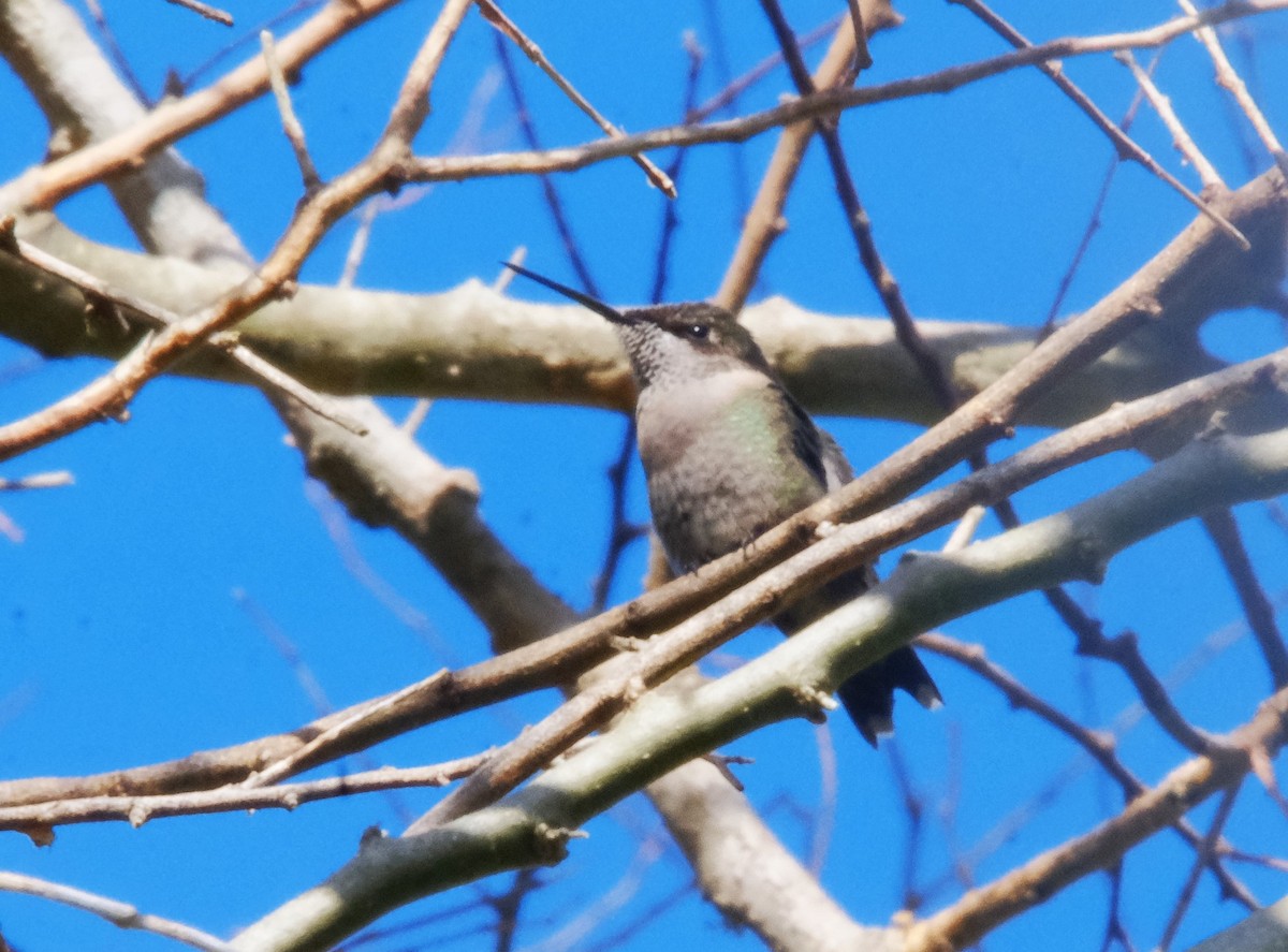 Ruby-throated Hummingbird - ML614839791