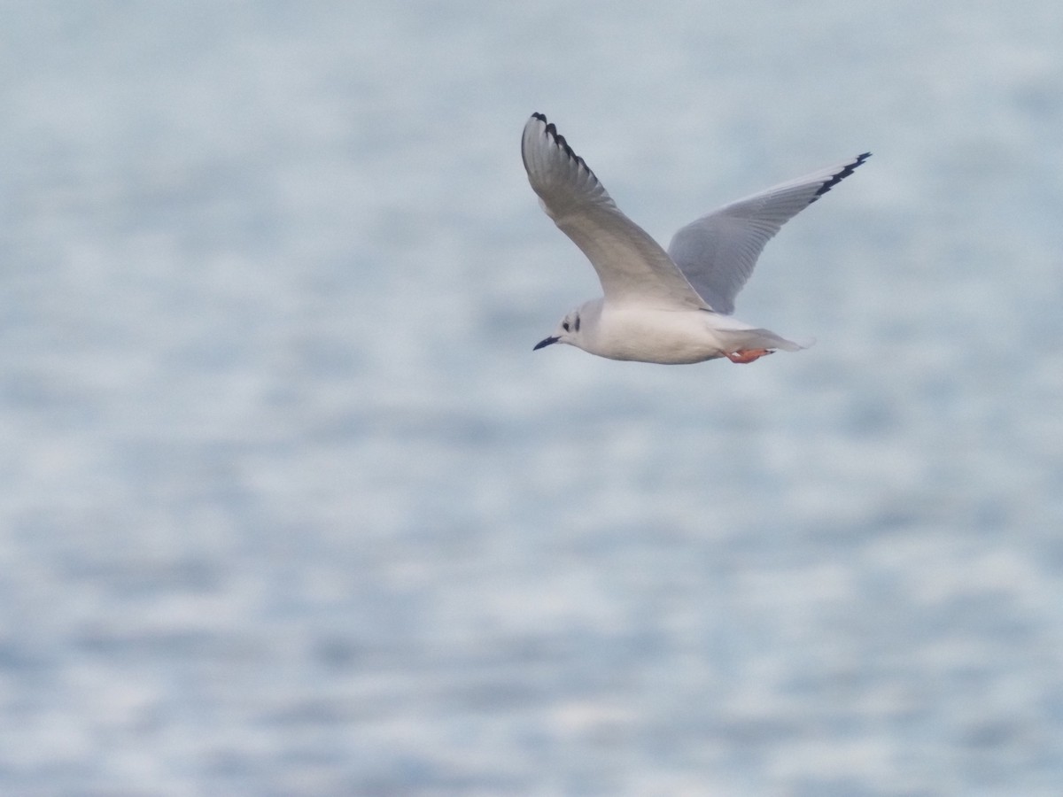 Bonaparte's Gull - ML614839831