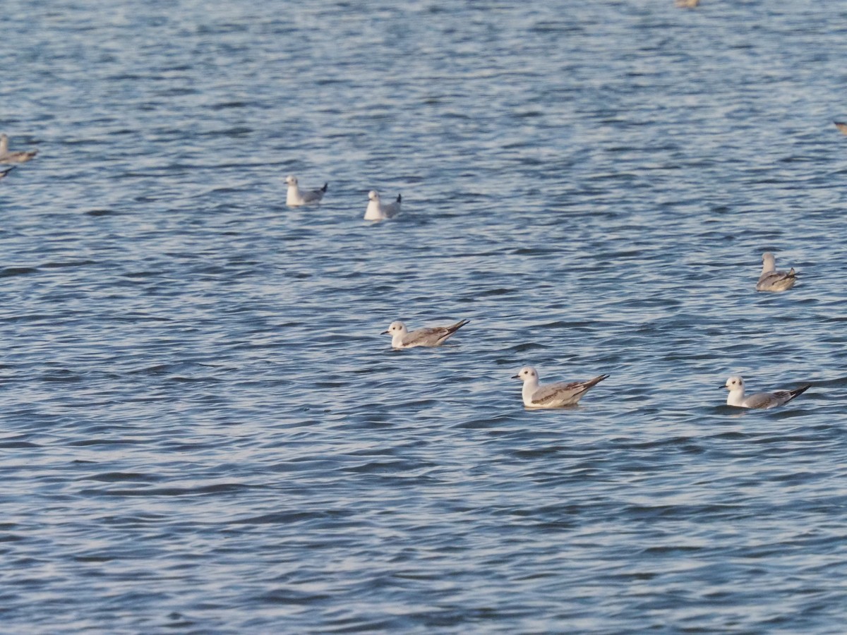 Bonaparte's Gull - ML614839842