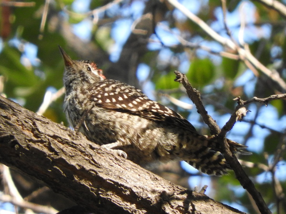 Striped Woodpecker - Diane Thomas