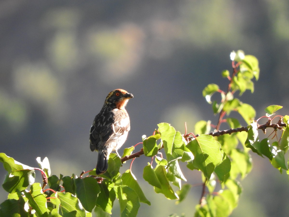 Rufous-tailed Plantcutter - Diane Thomas